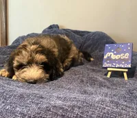 Moose, a male Aussiedoodle and Sheepadoodle for sale in Shelby, OH – 2 of 2