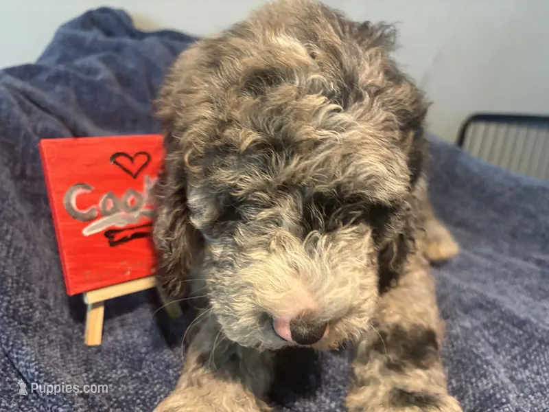 Cookie – Aussiedoodle, Sheepadoodle puppy for sale in Shelby, OH