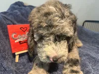Cookie, a male Aussiedoodle and Sheepadoodle for sale in Shelby, OH – 1 of 2