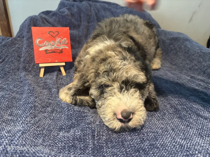 Cookie – Aussiedoodle, Sheepadoodle puppy for sale in Shelby, OH