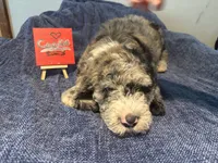 Cookie, a male Aussiedoodle and Sheepadoodle for sale in Shelby, OH – 2 of 2