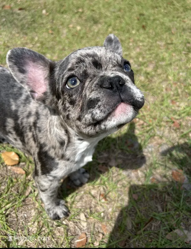 cash – French Bulldog puppy for sale in Concord, GA