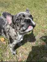 cash, a male French Bulldog for sale in Concord, GA – 1 of 1