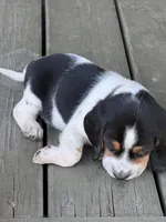 Beagle, a male Beagle for sale in Lee, FL – 4 of 4