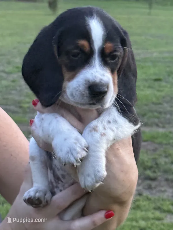 Beagle – Beagle puppy for sale in Lee, FL