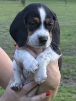 Beagle, a male Beagle for sale in Lee, FL – 1 of 10