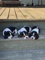 Beagle, a male Beagle for sale in Lee, FL – 5 of 10