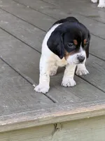 Beagle, a male Beagle for sale in Lee, FL – 3 of 10