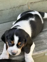 Beagle, a male Beagle for sale in Lee, FL – 3 of 4