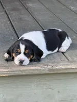 Beagle, a male Beagle for sale in Lee, FL – 10 of 10