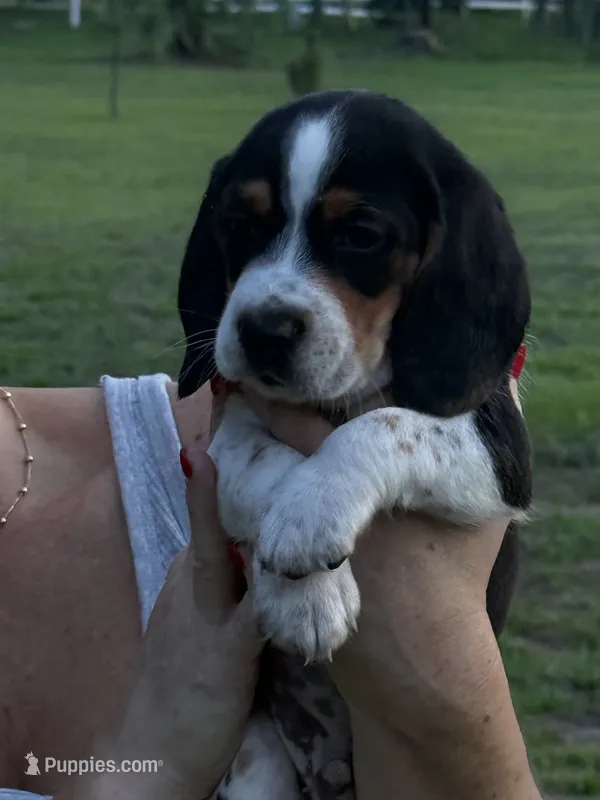 Beagle – Beagle puppy for sale in Lee, FL
