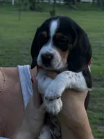 Beagle, a male Beagle for sale in Lee, FL – 1 of 4