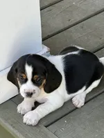 Beagle, a male Beagle for sale in Lee, FL – 8 of 10