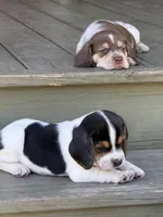 Beagle, a male Beagle for sale in Lee, FL – 9 of 10