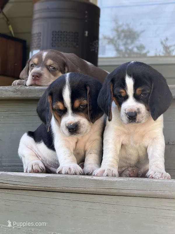 Beagle – Beagle puppy for sale in Lee, FL