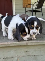 Beagle, a male Beagle for sale in Lee, FL – 2 of 4