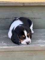 Beagle, a male Beagle for sale in Lee, FL – 2 of 10