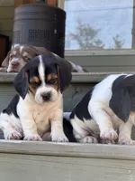 Beagle, a male Beagle for sale in Lee, FL – 4 of 10