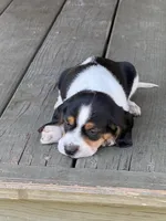 Beagle, a male Beagle for sale in Lee, FL – 7 of 10