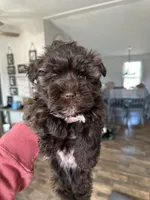 Liver Female, a female Miniature Schnauzer for sale in Lawsonville, NC – Photo 1 of 5