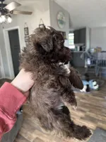 Liver Female, a female Miniature Schnauzer for sale in Lawsonville, NC – Photo 2 of 5