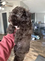 Liver Female, a female Miniature Schnauzer for sale in Lawsonville, NC – Photo 3 of 5