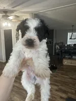 Male 1, a male Miniature Schnauzer for sale in Lawsonville, NC – Photo 2 of 4