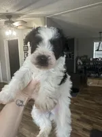 Male 1, a male Miniature Schnauzer for sale in Lawsonville, NC – Photo 1 of 4