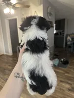 Male 1, a male Miniature Schnauzer for sale in Lawsonville, NC – Photo 4 of 4