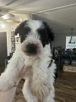 Male 1, a male Miniature Schnauzer for sale in Lawsonville, NC – Photo 3 of 4