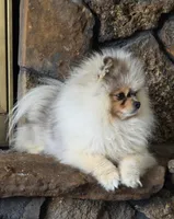 Milo, a male Pomeranian for sale in Salina, KS – Photo 7 of 10