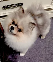 Milo, a male Pomeranian for sale in Salina, KS – Photo 3 of 10