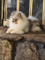 Milo, a male Pomeranian for sale in Salina, KS – Photo 8 of 10