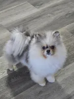 Milo, a male Pomeranian for sale in Salina, KS – Photo 10 of 10