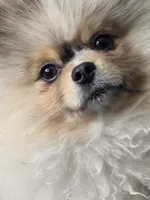 Milo, a male Pomeranian for sale in Salina, KS – Photo 9 of 10