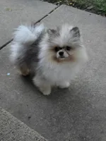 Milo, a male Pomeranian for sale in Salina, KS – Photo 4 of 10