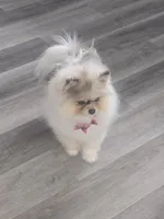 Milo, a male Pomeranian for sale in Salina, KS – Photo 6 of 10