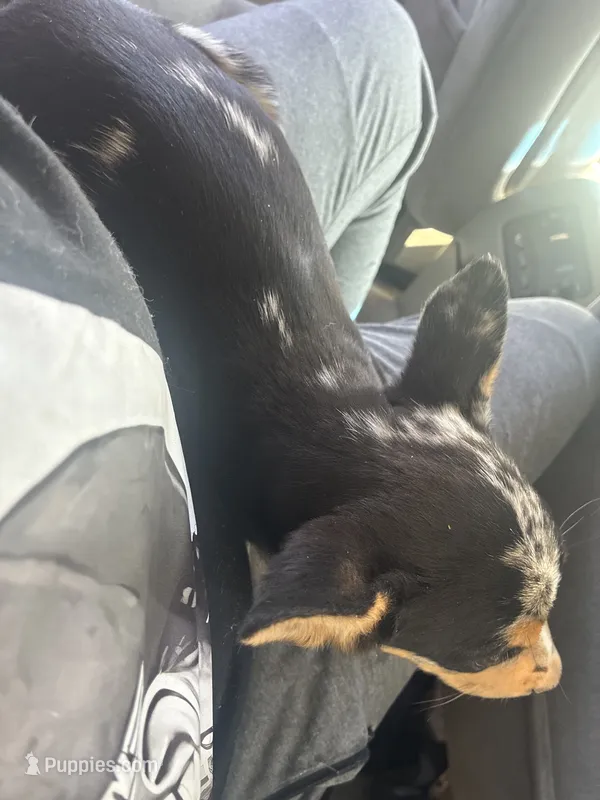 Blue – Australian Cattle Dog puppy for sale in Los Angeles, CA