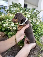 Fendi, a female Miniature Dachshund for sale in Orlando, FL – Photo 3 of 3