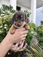 Fendi, a female Miniature Dachshund for sale in Orlando, FL – Photo 2 of 3