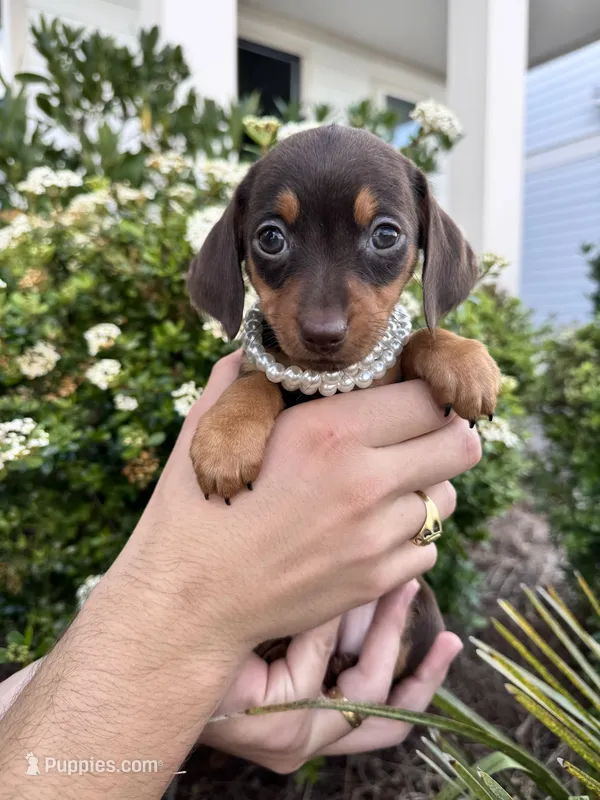 Fendi – Miniature Dachshund puppy for sale in Orlando, FL