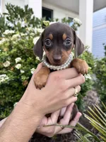 Fendi, a female Miniature Dachshund for sale in Orlando, FL – Photo 1 of 3