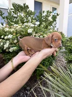 Chanel, a female Miniature Dachshund for sale in Orlando, FL – Photo 8 of 8