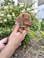 Chanel, a female Miniature Dachshund for sale in Orlando, FL – Photo 6 of 8