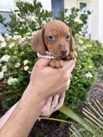 Chanel, a female Miniature Dachshund for sale in Orlando, FL – Photo 2 of 8
