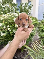 Chanel, a female Miniature Dachshund for sale in Orlando, FL – Photo 3 of 8
