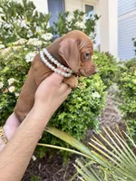 Chanel, a female Miniature Dachshund for sale in Orlando, FL – Photo 5 of 8
