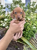 Chanel, a female Miniature Dachshund for sale in Orlando, FL – Photo 4 of 8