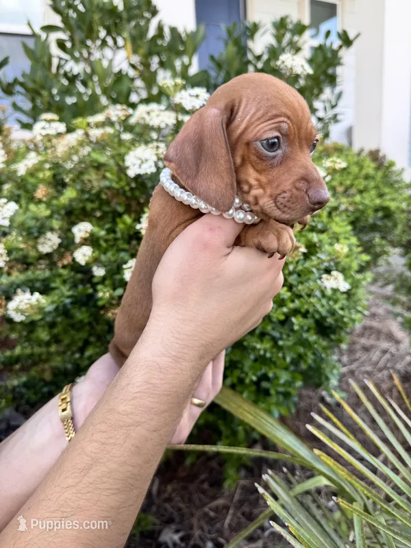 Chanel – Miniature Dachshund puppy for sale in Orlando, FL