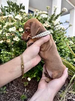 Chanel, a female Miniature Dachshund for sale in Orlando, FL – Photo 7 of 8